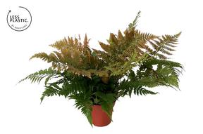 Dryopteris