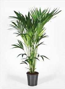 Howea forsteriana 