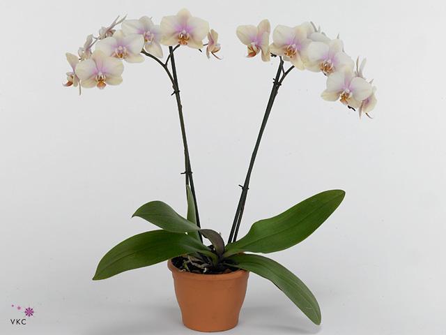 Phalaenopsis Marrakesh 4tak