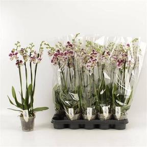 Phalaenopsis Marrakesh 4tak
