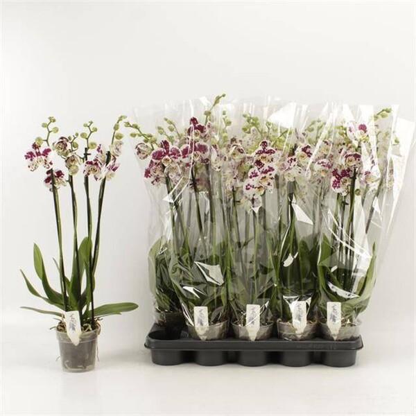 Phalaenopsis Marrakesh 4tak