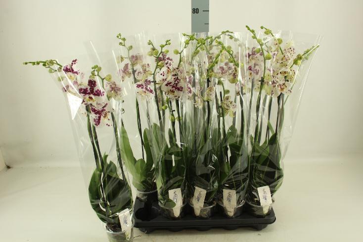 Phalaenopsis Marrakesh 3tak
