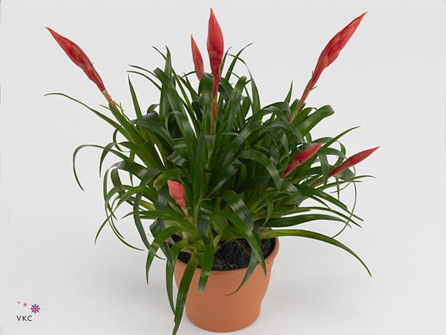 Vriesea Astrid red