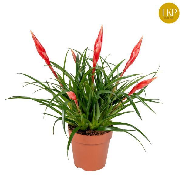 Vriesea Astrid red