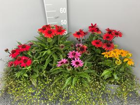 Echinacea + muehlenbeckia