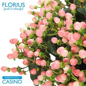 Hypericum coco casino