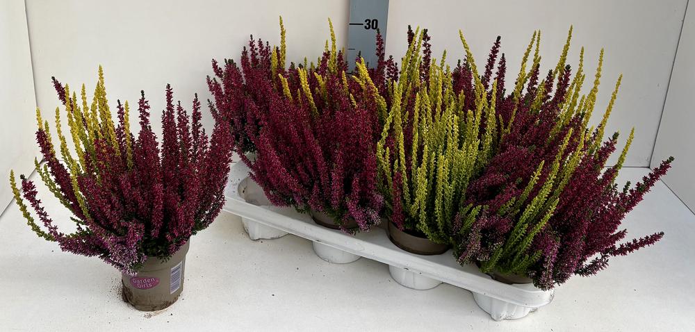 Calluna vulgaris mix