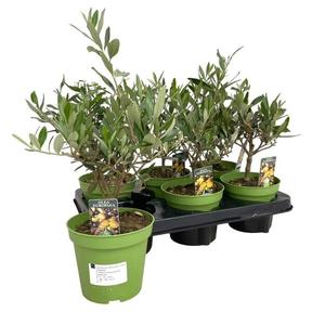 Olea europaea