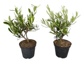 Olea europaea