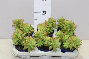 Sedum mix