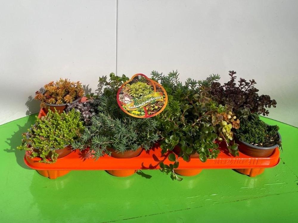 Sedum mix