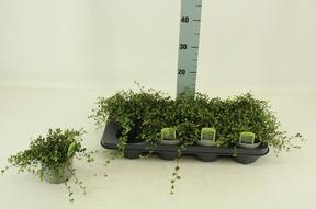 Muehlenbeckia