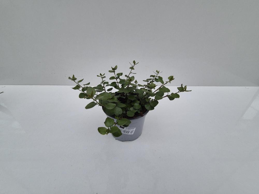 Muehlenbeckia