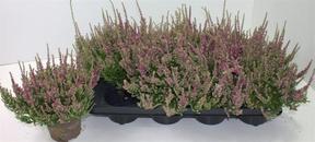 Calluna mix