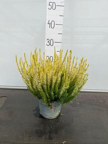 Calluna mix