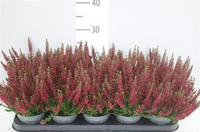 Calluna mix