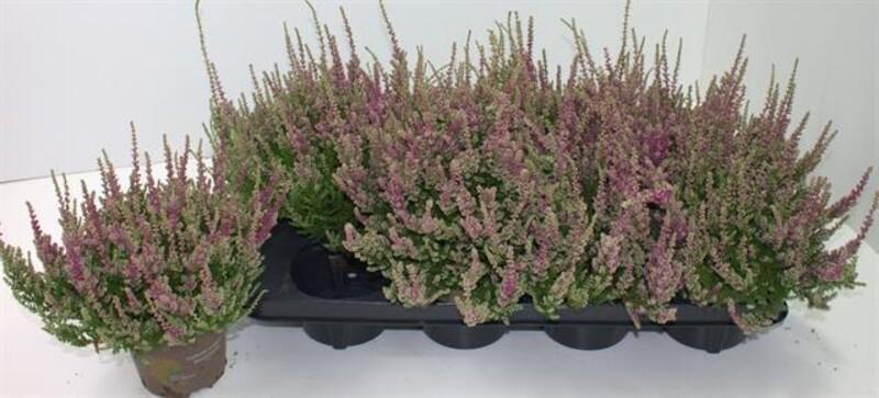 Calluna mix