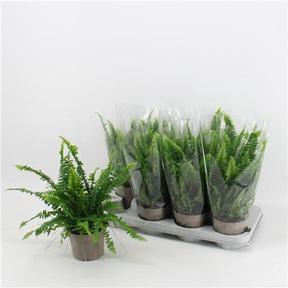 Nephrolepis exaltata Green Lady