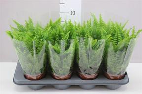 Nephrolepis exaltata Green Lady