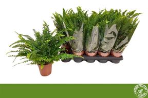 Nephrolepis exaltata Green Lady