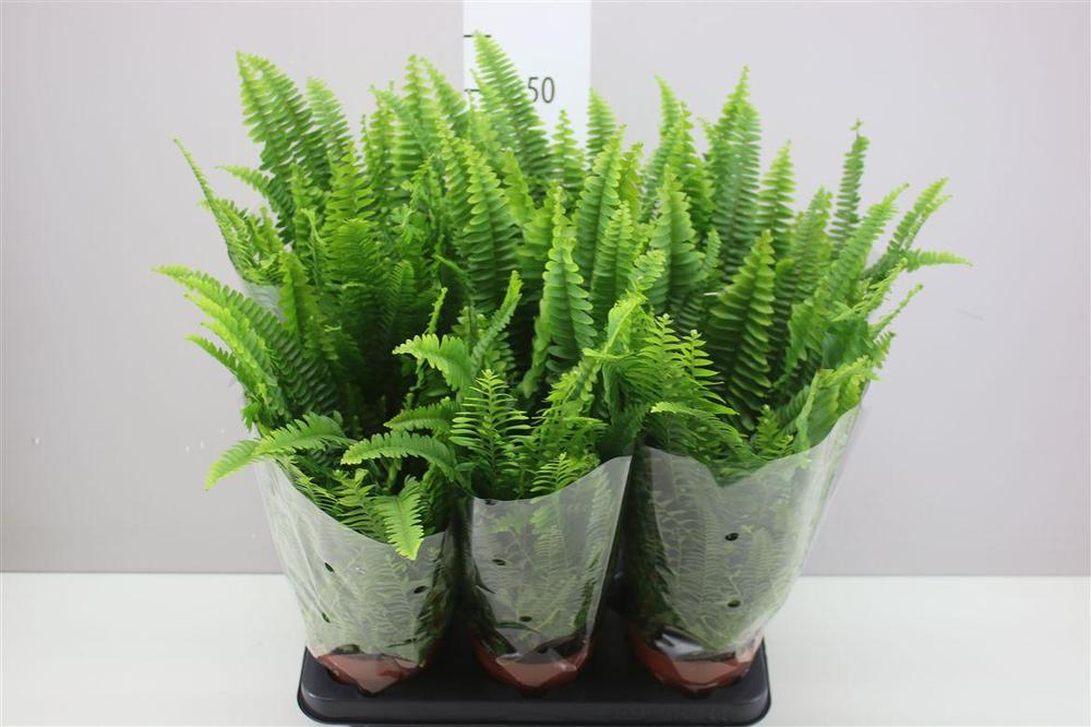Nephrolepis exaltata Green Lady