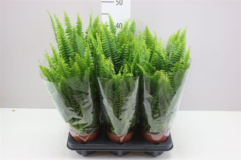 Nephrolepis exaltata Green Lady