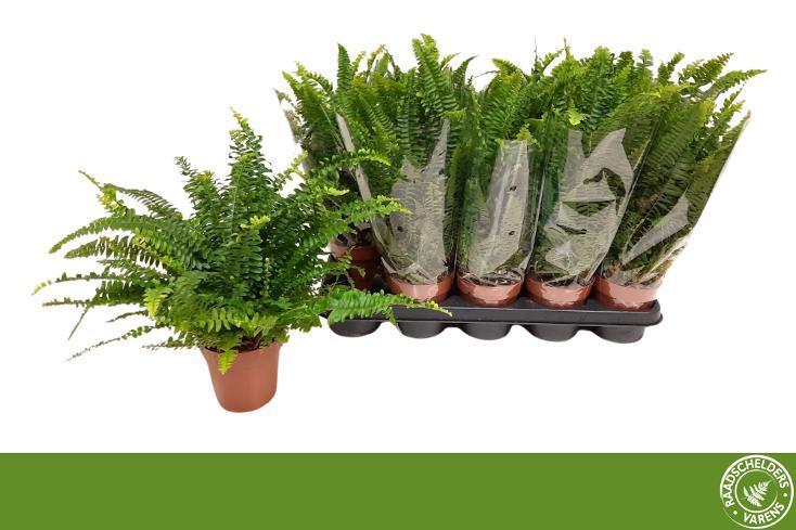 Nephrolepis exaltata Green Lady