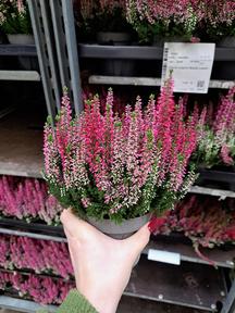Calluna Beauty Lady Twin