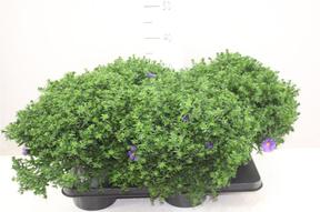 Aster Novi-Belgii mix