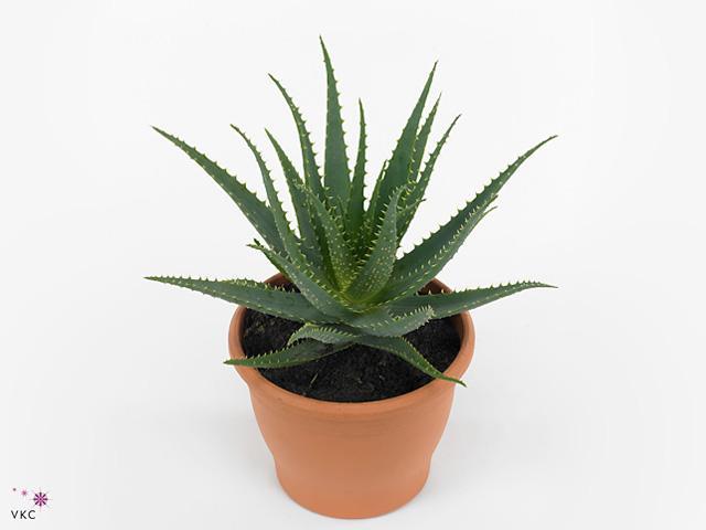 Aloe arborescens