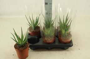 Aloe arborescens