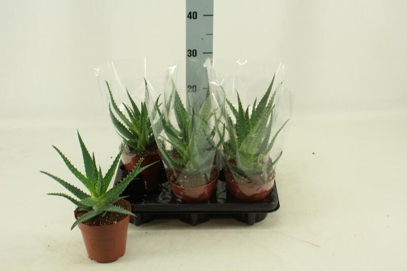 Aloe arborescens