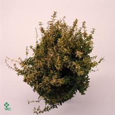 Euonymus mix