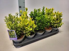 Euonymus mix