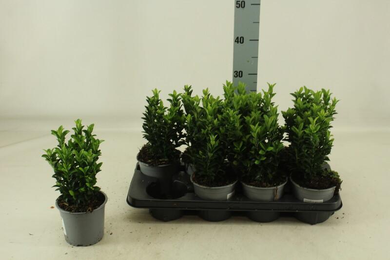 Euonymus mix