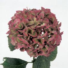 Hydrangea glowing alps classic