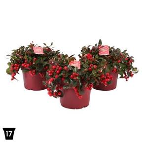 Gaultheria procumbens