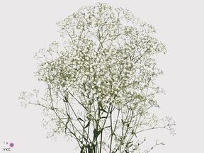 Gypsophila million stars - ECU