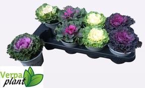 Brassica mix