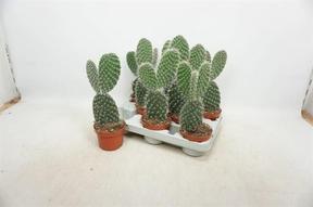Opuntia Quitensis
