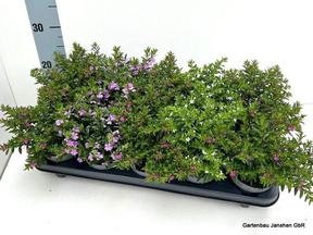Cuphea hyssophifolia mix