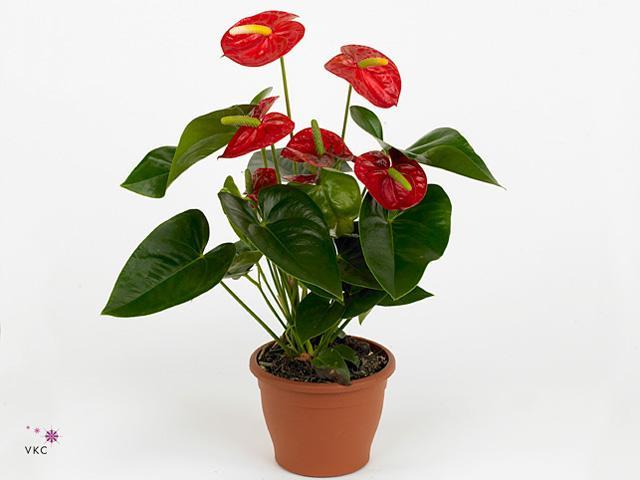 Anthurium Royal Champion 5+
