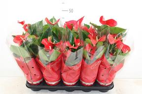 Anthurium Royal Champion 5+