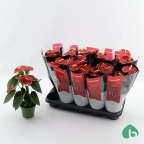 Anthurium Royal Champion 5+