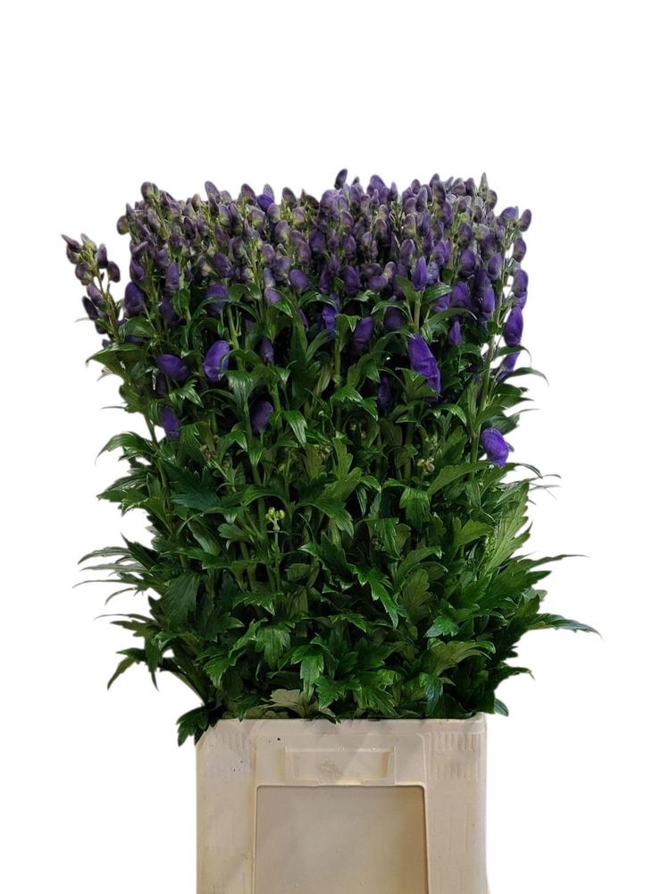 Aconitum car arendsii