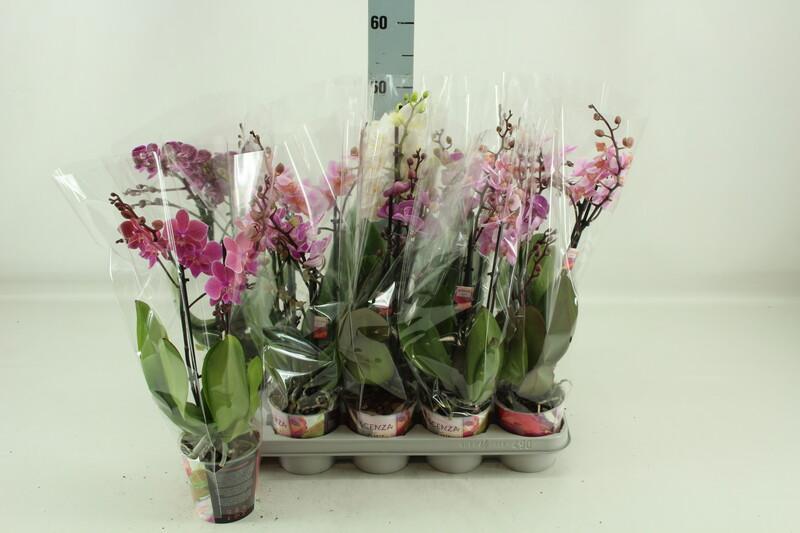Phalaenopsis multiflora mix 2tak