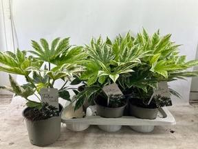 Fatsia Spider variegata
