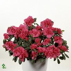 Rhododendron simsii mix