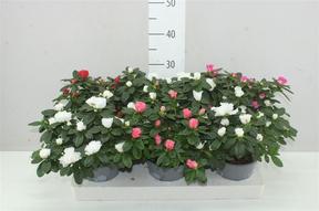 Rhododendron simsii mix
