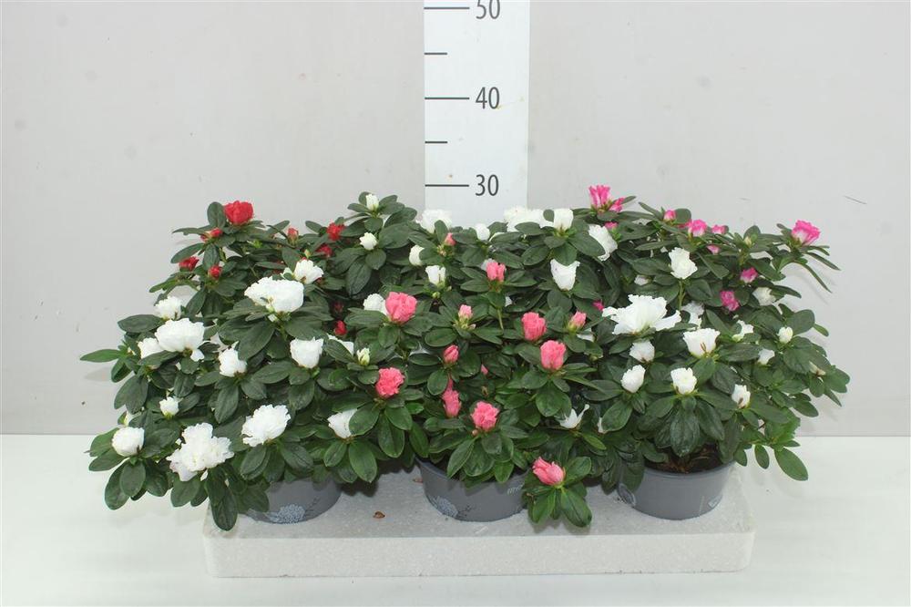 Rhododendron simsii mix